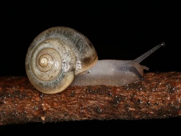 常见的蜗牛长什么样子图片