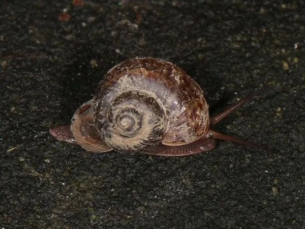 常见的蜗牛长什么样子图片