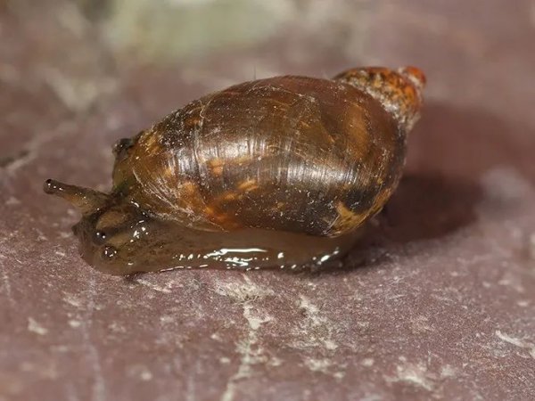 常见的蜗牛长什么样子图片