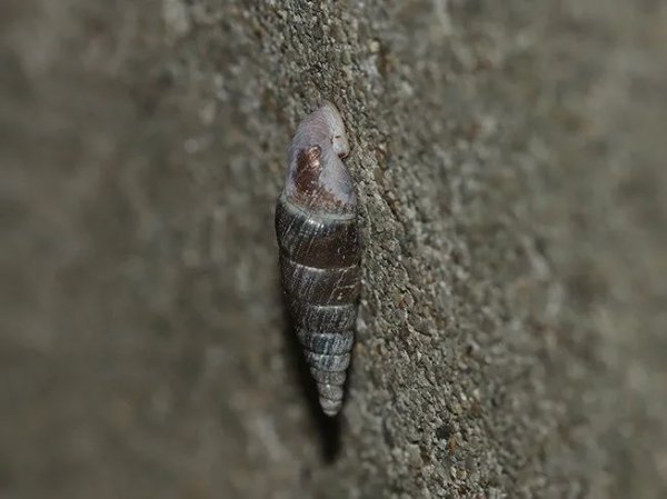 常见的蜗牛长什么样子图片