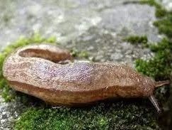 常见的蜗牛长什么样子图片