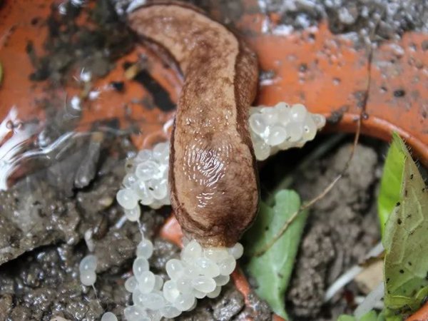 常见的蜗牛长什么样子图片