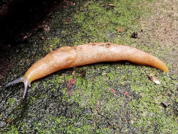 常见的蜗牛长什么样子图片