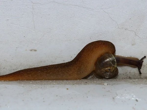 常见的蜗牛长什么样子图片