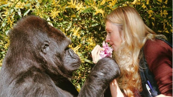 大猩猩的智商相当于人的几岁