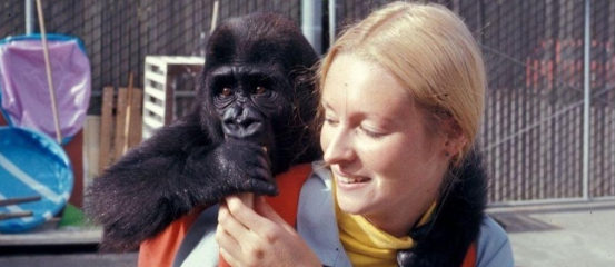 大猩猩的智商相当于人的几岁