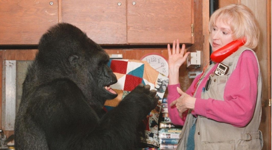 大猩猩的智商相当于人的几岁