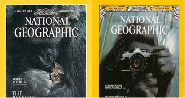 大猩猩的智商相当于人的几岁