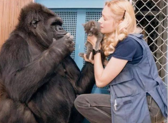 大猩猩的智商相当于人的几岁