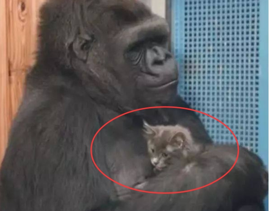 大猩猩的智商相当于人的几岁