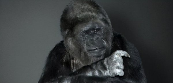 大猩猩的智商相当于人的几岁