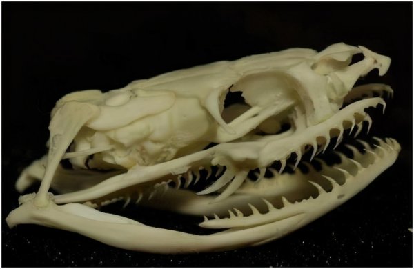 野鸡脖子真的存在吗