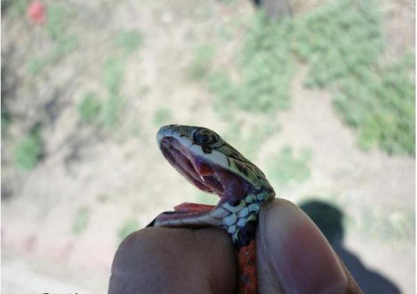 野鸡脖子真的存在吗