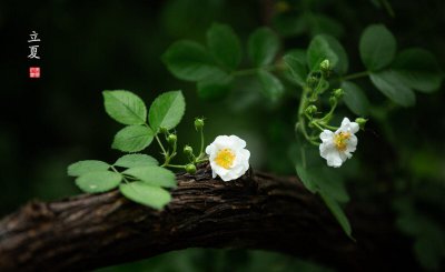 立夏节气的特点和风俗 立夏的气候特征和五大习俗由来