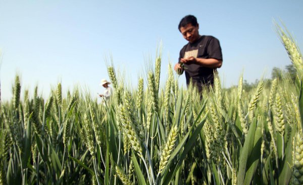 立夏节气的特点和风俗