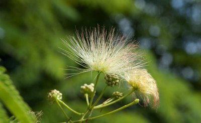 合欢树为什么叫鬼树 关于合欢树被称为鬼树的民间传说