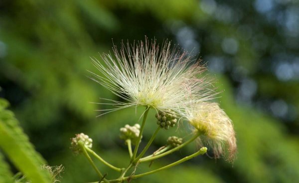 合欢树为什么叫鬼树