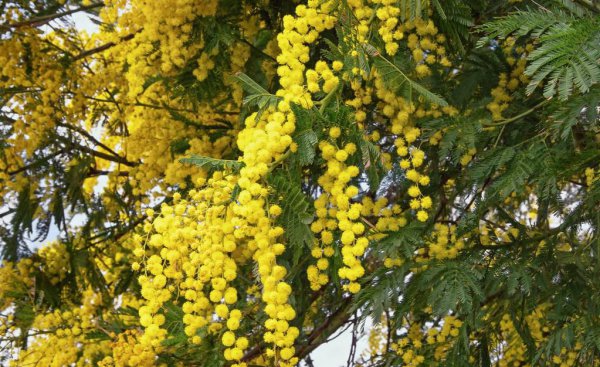 合欢树为什么叫鬼树