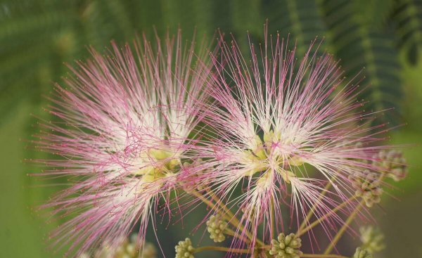 合欢树为什么叫鬼树