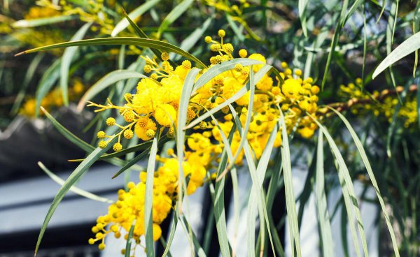 合欢树为什么叫鬼树