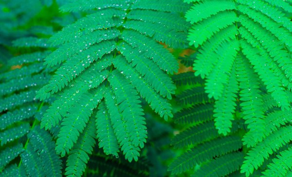 合欢树为什么叫鬼树