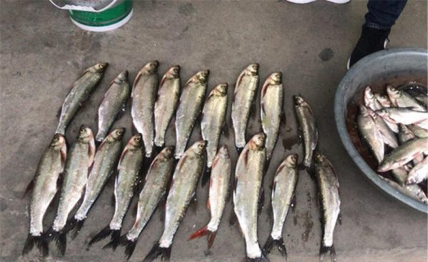 钓翘嘴鱼的最佳水深是多少米