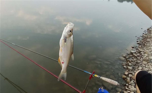 钓翘嘴鱼的最佳水深是多少米