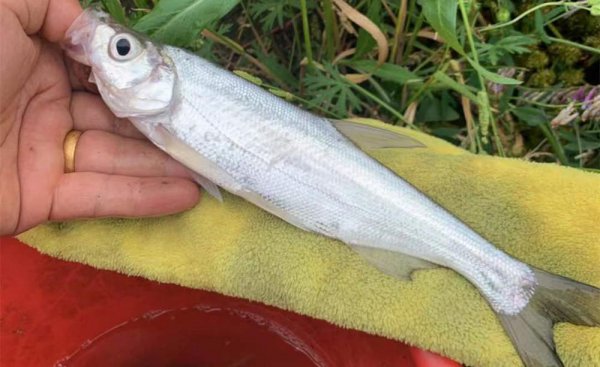 钓翘嘴鱼的最佳水深是多少米