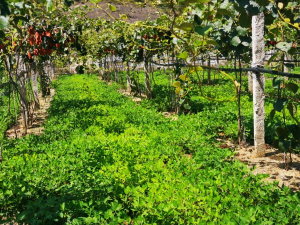 猕猴桃起源于哪个国家