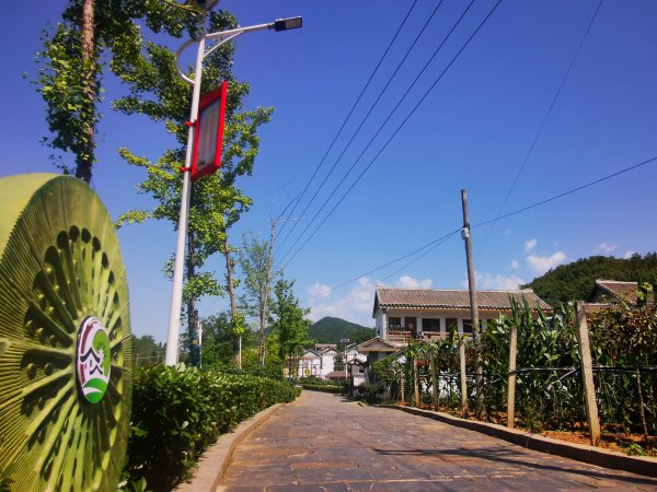 猕猴桃起源于哪个国家