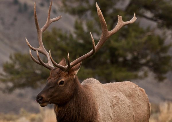 柳宗元三戒是指什么内容