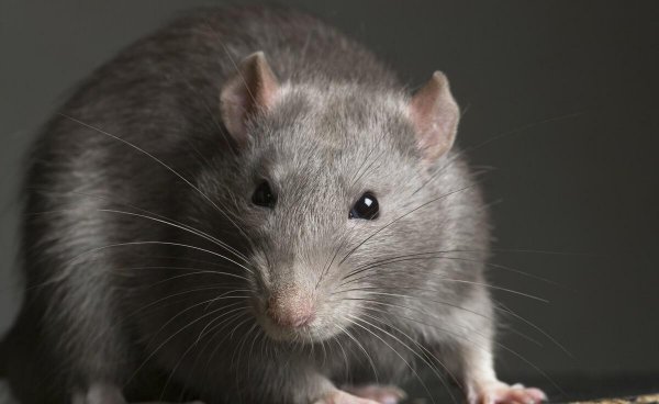 柳宗元三戒是指什么内容