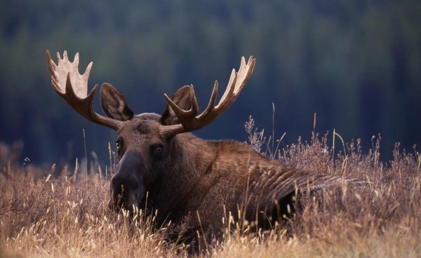 柳宗元三戒是指什么内容
