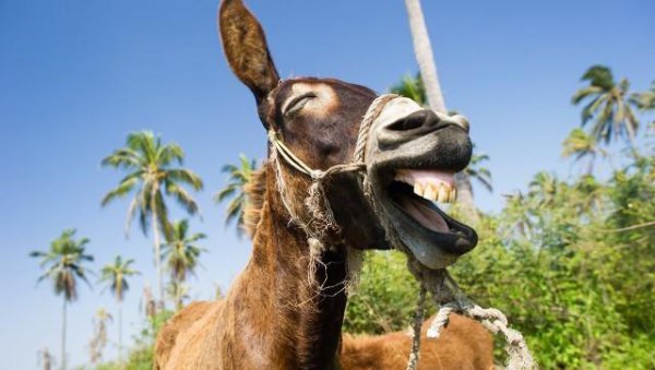 柳宗元三戒是指什么内容