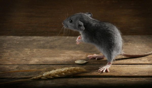 柳宗元三戒是指什么内容