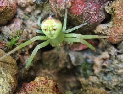 人面蜘蛛真的存在吗 人面蜘蛛是什么样子的蜘蛛品种