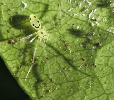人面蜘蛛真的存在吗