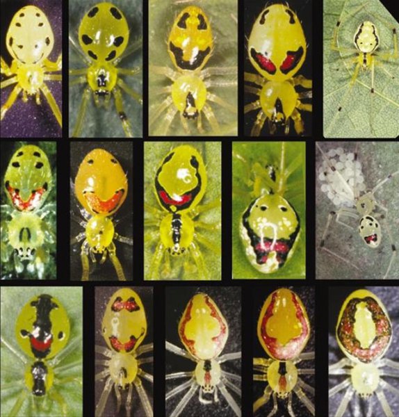 人面蜘蛛真的存在吗