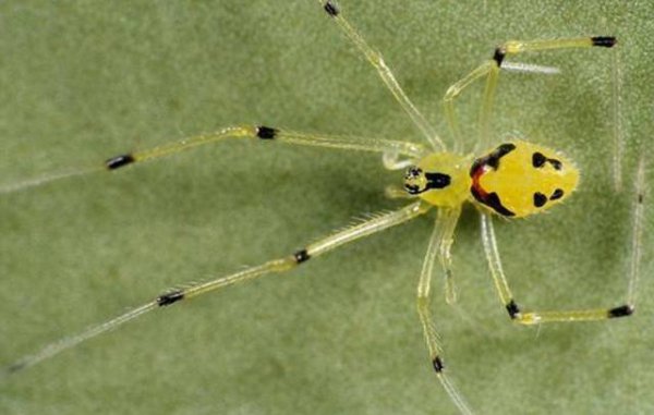 人面蜘蛛真的存在吗