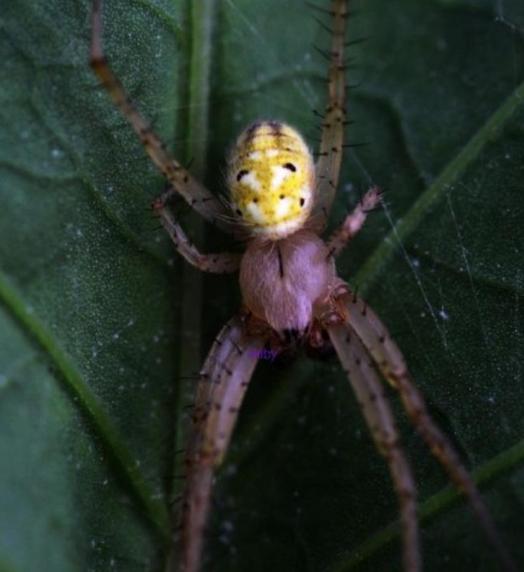 人面蜘蛛真的存在吗