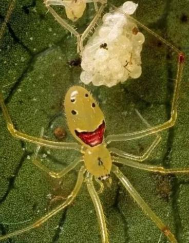 人面蜘蛛真的存在吗