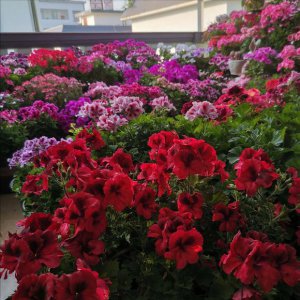 松土剂真的可以松土吗 土壤松土剂有没有效果