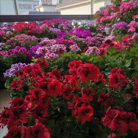 松土剂真的可以松土吗