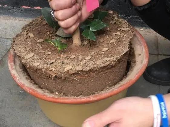 松土剂真的可以松土吗