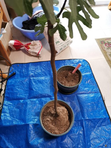 松土剂真的可以松土吗