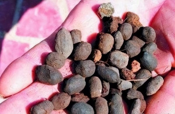 松土剂真的可以松土吗