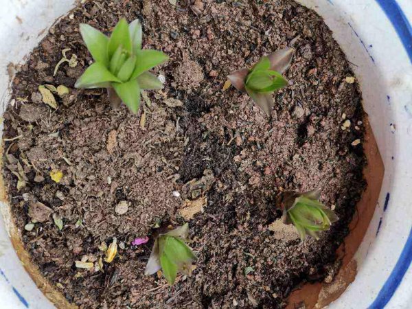 松土剂真的可以松土吗