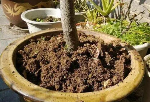 松土剂真的可以松土吗