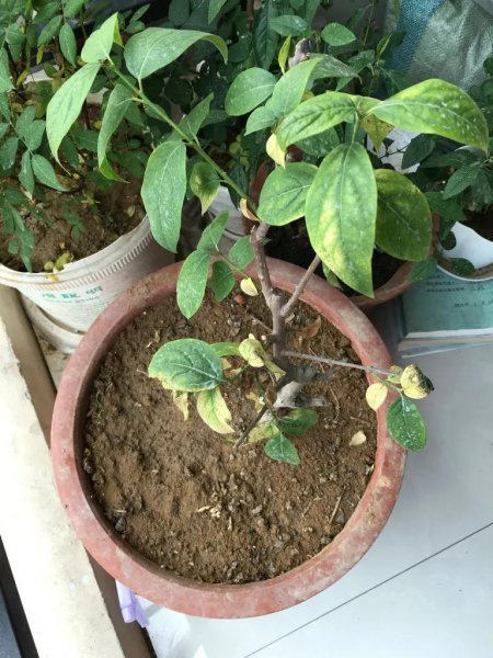 松土剂真的可以松土吗