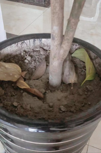 松土剂真的可以松土吗